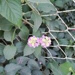 Lantana camaraBlüte