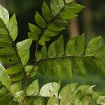 Tessmannia lescrauwaetii Blatt