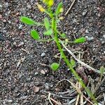 Draba nemorosa Gyümölcs