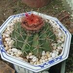 Melocactus matanzanus Květ