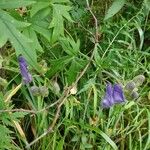 Aconitum villosumLeaf