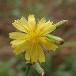 Launaea taraxacifolia 花