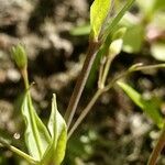 Stellaria alsine Leaf