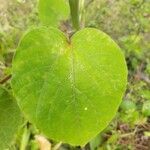 Clerodendrum speciosissimum Leaf