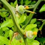 Citrus trifoliata Fruit