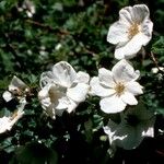 Rubus deliciosus Lorea