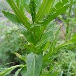 Helenium microcephalum Hoja