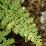 Asplenium fontanum Blatt