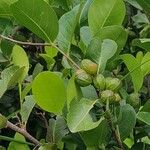 Chrysobalanus icaco Fruit