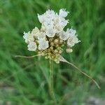 Allium pallens Flor