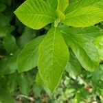 Clethra alnifolia Folio