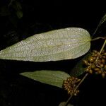 Smilax mollis Lapas