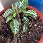 Aphelandra squarrosa 葉