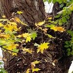 Acer saccharumList