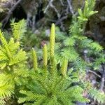 Lycopodium dendroideum Levél