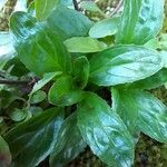 Epilobium lanceolatum Leaf