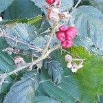 Rubus gratus Fruct