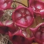 Hoya archboldiana Maua