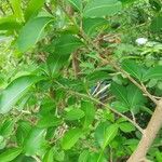 Erythroxylum suberosum Froito
