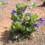 Scutellaria tuberosa Hábito