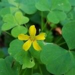 Oxalis grandis പുഷ്പം