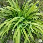 Eleutherine bulbosa Leaf