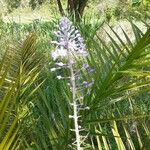 Nectaroscilla hyacinthoides Virág