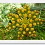 Petrosedum montanum Flower