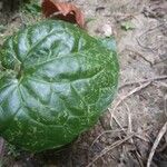 Asarum caudatum Yaprak