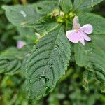 Impatiens hochstetteri ᱥᱟᱠᱟᱢ