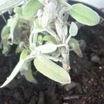 Salvia officinalis Yaprak