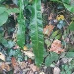 Asplenium scolopendrium Leaf