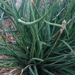 Aloe albiflora Habit