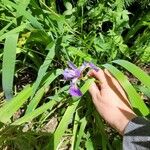 Iris versicolor Blad