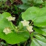 Matelea reticulata Cvet