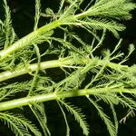 Myriophyllum aquaticum Blad