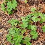 Alchemilla acutiloba Хабит