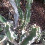 Euphorbia parciramulosa