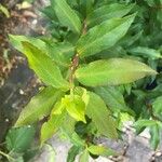 Vaccinium cylindraceum Hoja