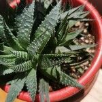 Aloe aristataBlad