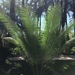 Cycas rumphii ᱥᱟᱠᱟᱢ