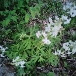 Delphinium tricorne Leaf