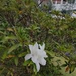 Rhododendron simsii ফুল