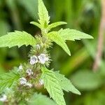 Lycopus europaeus Flower