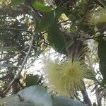 Syzygium jambos ᱵᱟᱦᱟ
