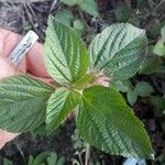 Acalypha aristata Hoja