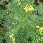 Astragalus penduliflorus ശീലം