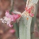 Lepismium cruciforme Flor