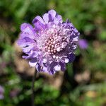 Scabiosa vestita Virág