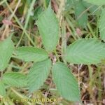 Rubus silvaticus Листок